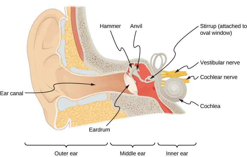 Picture is a drawing of an ear. It shows the ear canal finishing with the eardrum. Hammer connected to the anvil is in the in the contact with the eardrum. Behind the eardrum is the hammer and the anvil. The anvil is connected to the stirrup which is attached to the oval window. Cochlea, cochlear nerve and vestibular nerve are in contact with the stirrup.