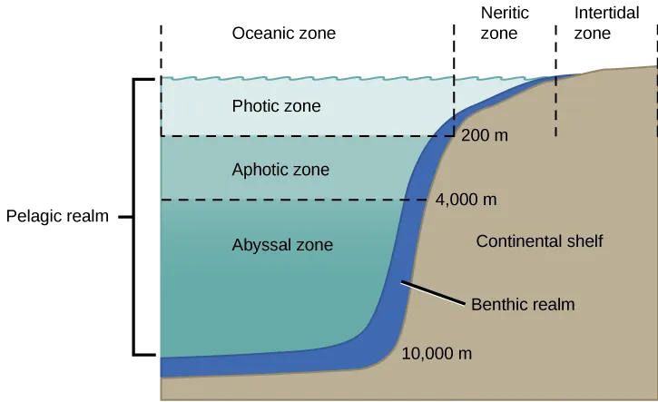  The illustration divides the ocean into different zones based on depth. The top layer, called the photic zone, extends from the surface to 200 m. The aphotic zone extends from 200 to 4,000 m. They abyssal zone extends from 4,000 m to the ocean bottom. The ocean is also divided into zones based on distance from the shore. The intertidal zone extends from high to low tide. The neritic zone extends from the intertidal zone to the point at which ocean depth is about 200 m. At about this depth, the continental shelf ends in a steep slope to the ocean bottom. The oceanic zone is the area of open ocean. A thin section of the oceanic zone extending from top to bottom and adjacent to the continental shelf is labeled the benthic realm. All of the ocean’s open water is referred to as the pelagic realm, which is labeled on the left.