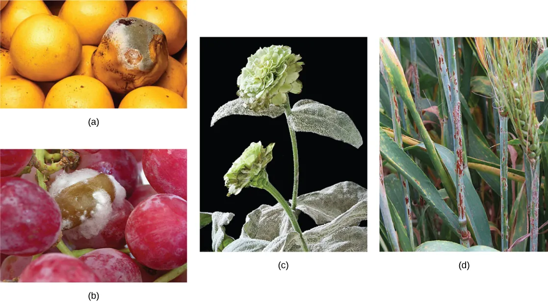 Parts a, b, c, and d show fungal parasites on grapefruit, grapes, a zinnia, and a sheaf of barley, respectively.
