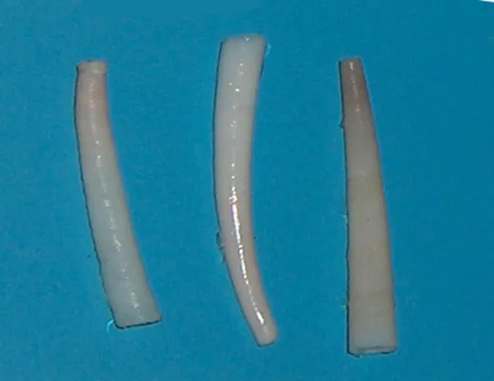 The photo shows white shells shaped like tusks; hollow tubes that taper from broad to thin.