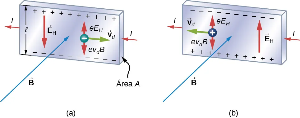 Una ilustración del efecto Hall: En ambas figuras, la corriente en la tira está a la izquierda y el campo magnético apunta hacia la página. En la figura a, una carga negativa se mueve hacia la derecha con velocidad v d. Las cargas positivas se acumulan en la parte superior de la tira y las negativas en la parte inferior. Un campo eléctrico E subíndice H apunta hacia abajo. La carga en movimiento experimenta una fuerza hacia arriba e E subíndice H y una fuerza hacia abajo e v subíndice d B. En la figura b, una carga positiva se mueve hacia la izquierda con velocidad v d. Las cargas negativas se acumulan en la parte superior de la tira y las positivas en la inferior. Un campo eléctrico E subíndice H apunta hacia arriba. La carga en movimiento experimenta una fuerza ascendente e E subíndice H y una fuerza descendente e v subíndice d B.