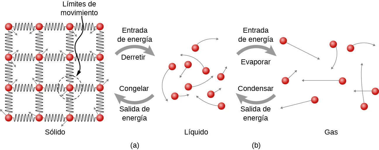 La figura a muestra la conversión de sólido a líquido. En la sustancia sólida, las moléculas se ven como pequeños círculos dispuestos en una cuadrícula. Están conectadas entre sí mediante resortes y forman una estructura de celosía. Cada molécula tiene una pequeña flecha que sale de ella. Estas flechas apuntan en diferentes direcciones. La longitud de la flecha forma el radio de un círculo identificado como límites del movimiento. En el líquido, las moléculas están más separadas entre sí que en el sólido. Las flechas de las moléculas indican que se mueven en cualquier dirección. Una flecha que va del sólido al líquido está identificada como entrada de energía, derretimiento. Una flecha que va del líquido al sólido está identificada como salida de energía, congelación. La figura b muestra el líquido y el gas, donde las moléculas están aun más separadas que en el líquido. También en el gas se mueven en cualquier dirección. Una flecha que va del líquido al gas está identificada como entrada de energía, evaporación. Una flecha que va del gas al líquido está identificada como salida de energía, condensación.