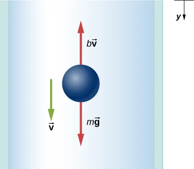 El diagrama de cuerpo libre muestra las fuerzas m por el vector g que apuntan verticalmente hacia abajo y b por el vector v que apunta verticalmente hacia arriba. La velocidad, el vector v, es vertical hacia abajo. La dirección de la y positiva es también verticalmente hacia abajo.