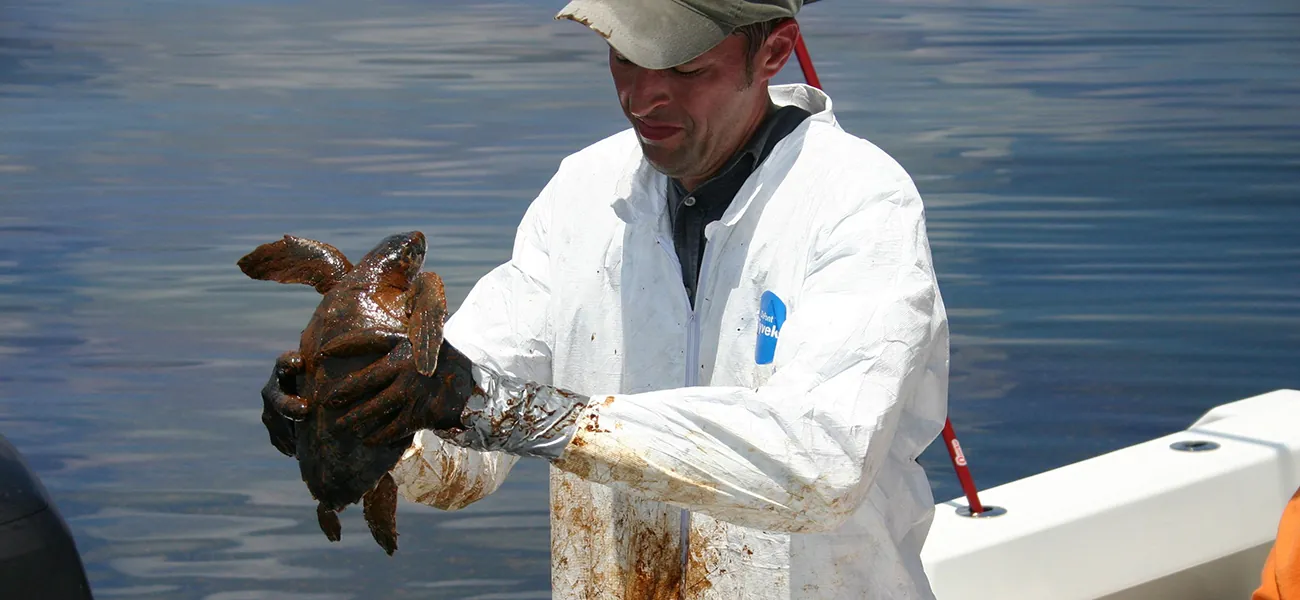 A photograph of a person in a protective coverall and gloves who is holding an oil covered sea turtle. The person looks sad and disgusted.