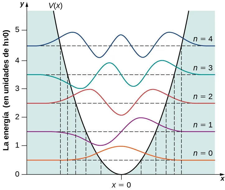 Se muestra el potencial armónico V de x y las funciones de onda para los estados cuánticos n=0 hasta n=4 del potencial. Cada función de onda está desplazada verticalmente por su energía, medida en unidades de h nu sub cero. La escala vertical de energía va de 0 a 5. El potencial V de x es una parábola que se abre hacia arriba, centrada e igual a cero en x = 0. La región por debajo de la curva, fuera del potencial, está sombreada. Los niveles de energía se indican con líneas horizontales discontinuas y están espaciados regularmente según la energía de 0,5, 1,2, 2,5, 3,5 y 4,5 h nu sub 0. El estado n=0 es par. Es simétrico, positivo y tiene un pico en x=0. El estado n = 1 es impar. Es negativo para la x menor que cero, positivo para la x mayor que cero y cero en el origen. Tiene un mínimo negativo y un mínimo positivo. El estado n=2 es par. Es simétrico, con un mínimo negativo en la x=0 y dos máximos positivos, uno en la x positiva y otro en la x negativa. El estado n = 3 es impar. Es cero en el origen. Tiene, de izquierda a derecha, un mínimo negativo y un máximo positivo a la izquierda del origen, y luego un máximo positivo y un mínimo negativo a la derecha del origen. El estado n=4 es par. Tiene un máximo en el origen, un mínimo negativo a cada lado y un máximo positivo fuera de los mínimos. Todos los estados son claramente diferentes a cero en la región sombreada y van asintóticamente a cero a medida que la x va a más y menos infinito. Los mínimos y máximos están todos dentro del potencial, en la región no sombreada. Las líneas discontinuas verticales muestran los valores de la x donde el potencial es igual a la energía del estado, es decir, donde las líneas discontinuas horizontales cruzan la curva V de x.