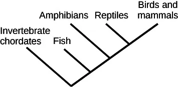 Chordate phylogenetic tree with branches left to right for invertebrate chordates, fish, amphibians, reptiles, and birds and mammals (birds and mammals share a branch)