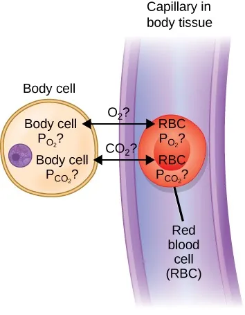 The illustration shows a body cell at left with the label PCO2 = 40 mm Hg and a blood vessel at right with the label PCO2 = 40 mm Hg.