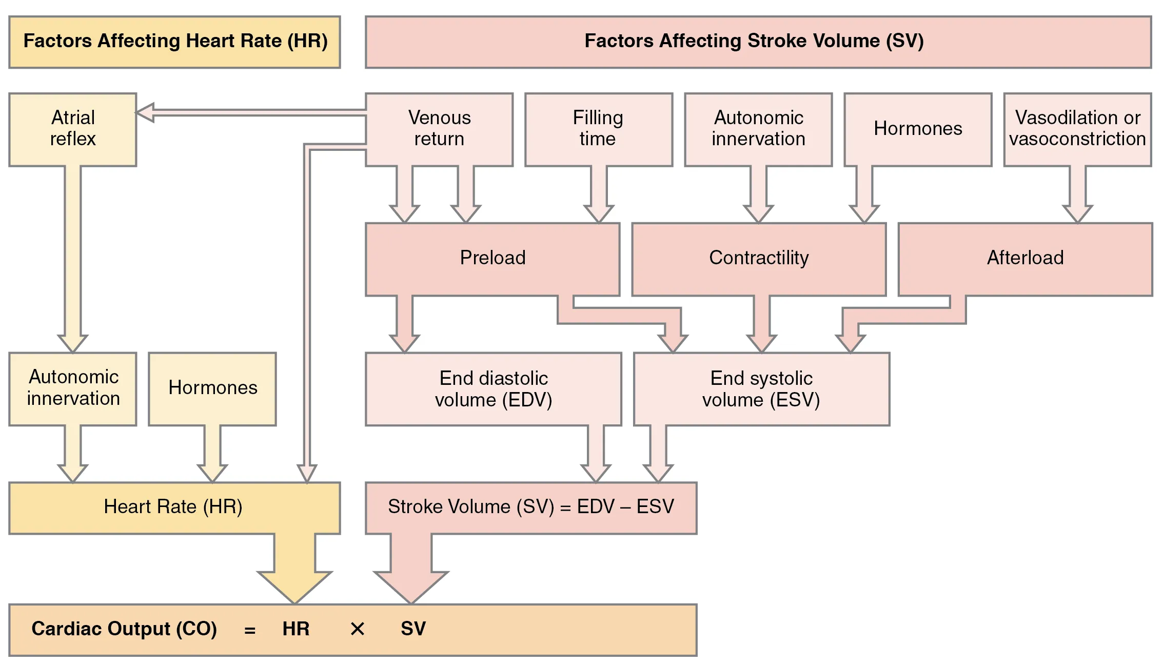 This flowchart lists all the important factors that affect cardiac output.