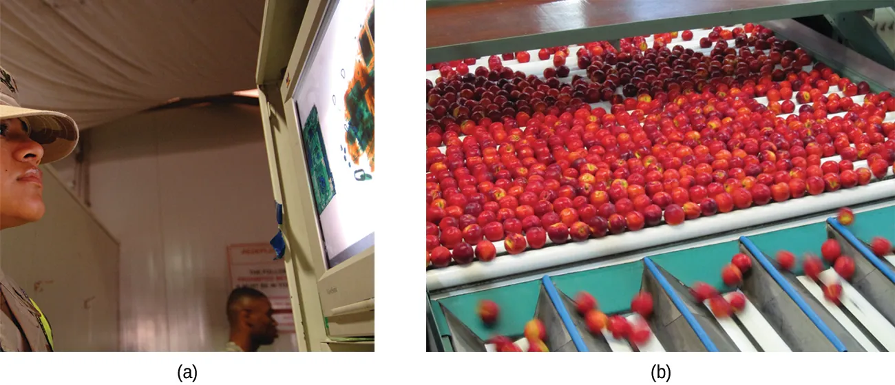 Two photographs are shown and labeled “a” and “b.” Photo a shows a man looking at a lighted image on the wall. Photo b shows strawberries on a conveyor belt dropping into a series of collection chambers.