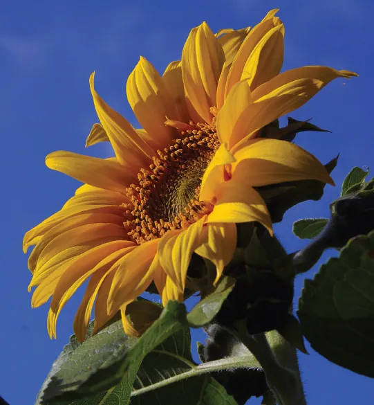 Photograph of a bright orange-yellow sunflower with a broad face and green leaves against a blue sky.
