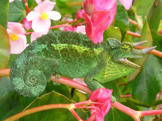 The photo shows a green lizard with its tail curled like a snail shell. The lizard has two horns and matches the leaves of the plant on which it sits.