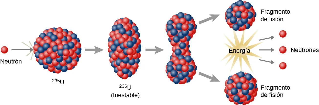 El proceso de fisión se muestra por etapas. Un neutrón golpea el núcleo circular del 235 U. El núcleo se convierte en una forma ovalada, denominada 236 U, inestable. A continuación desencadena el inicio de una fisura en el centro. A continuación, se divide en dos núcleos, cada uno marcado como fragmento de fisión. Esta última etapa también libera energía y neutrones.
