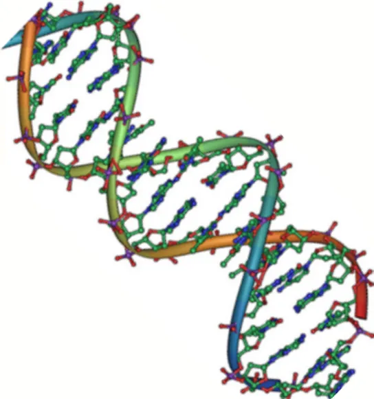 The molecular structure of DNA is shown. DNA consists of two antiparallel strands twisted in a double helix. The phosphate backbone is on the outside, and the nitrogenous bases face one another on the inside.