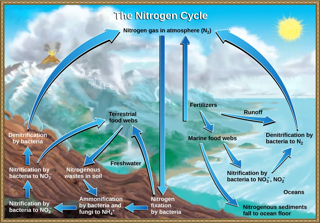  The illustration shows the nitrogen cycle. Nitrogen gas from the atmosphere is fixed into organic nitrogen by nitrogen fixing bacteria. This organic nitrogen enters terrestrial food webs. It leaves the food webs as nitrogenous wastes in the soil. Ammonification of this nitrogenous waste by bacteria and fungi in the soil converts the organic nitrogen to ammonium ion (NH4 plus). Ammonium is converted to nitrite (NO2 minus), then to nitrate (NO3 minus) by nitrifying bacteria. Denitrifying bacteria convert the nitrate back into nitrogen gas, which reenters the atmosphere. Nitrogen from runoff and fertilizers enters the ocean, where it enters marine food webs. Some organic nitrogen falls to the ocean floor as sediment. Other organic nitrogen in the ocean is converted to nitrite and nitrate ions, which is then converted to nitrogen gas in a process analogous to the one that occurs on land.