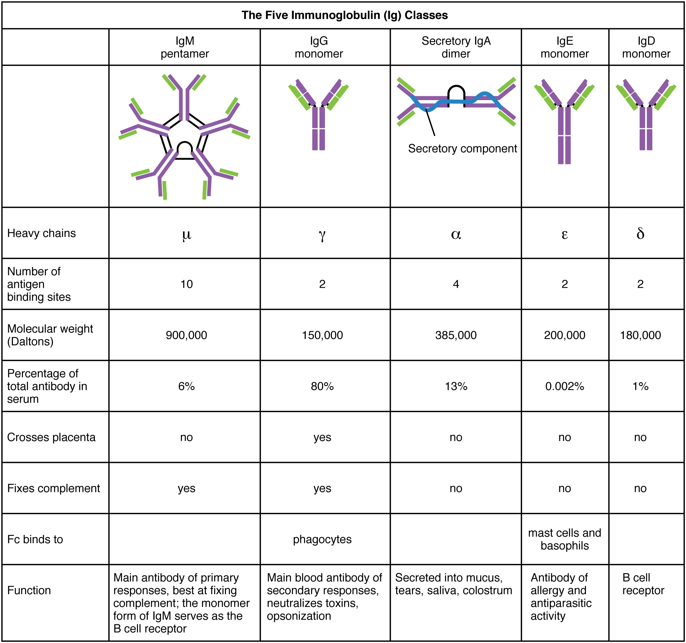 This table shows the five classes of the immunoglobulins. The table shows the molecular weight, number of antigen binding sites, and their function.