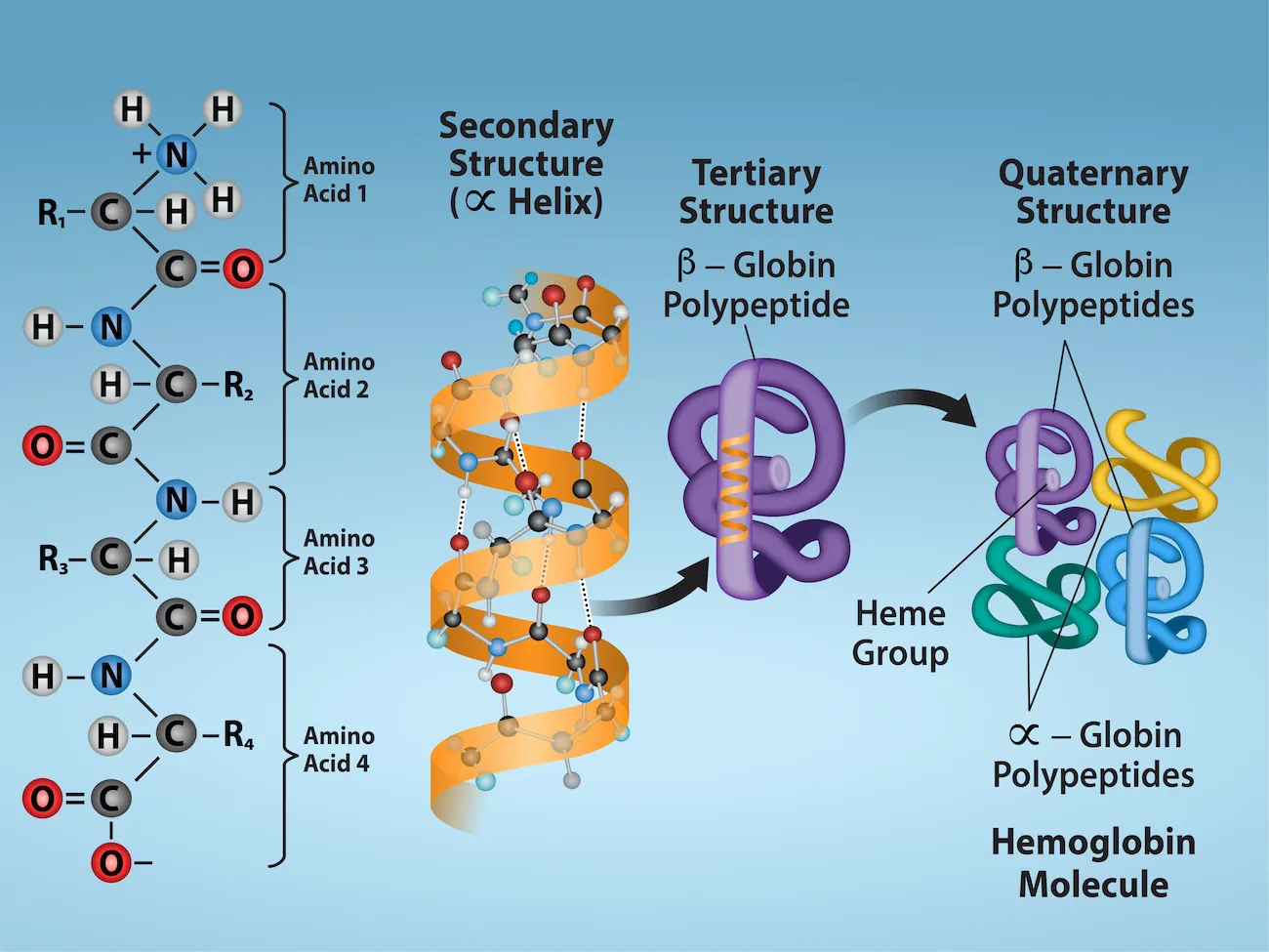 Shown are the four levels of protein structure. The primary structure is the amino acid sequence. Secondary structure is a regular folding pattern due to hydrogen bonding. Tertiary structure is the three-dimensional folding pattern of the protein due to interactions between amino acid side chains. Quaternary structure is the interaction of two or more polypeptide chains.