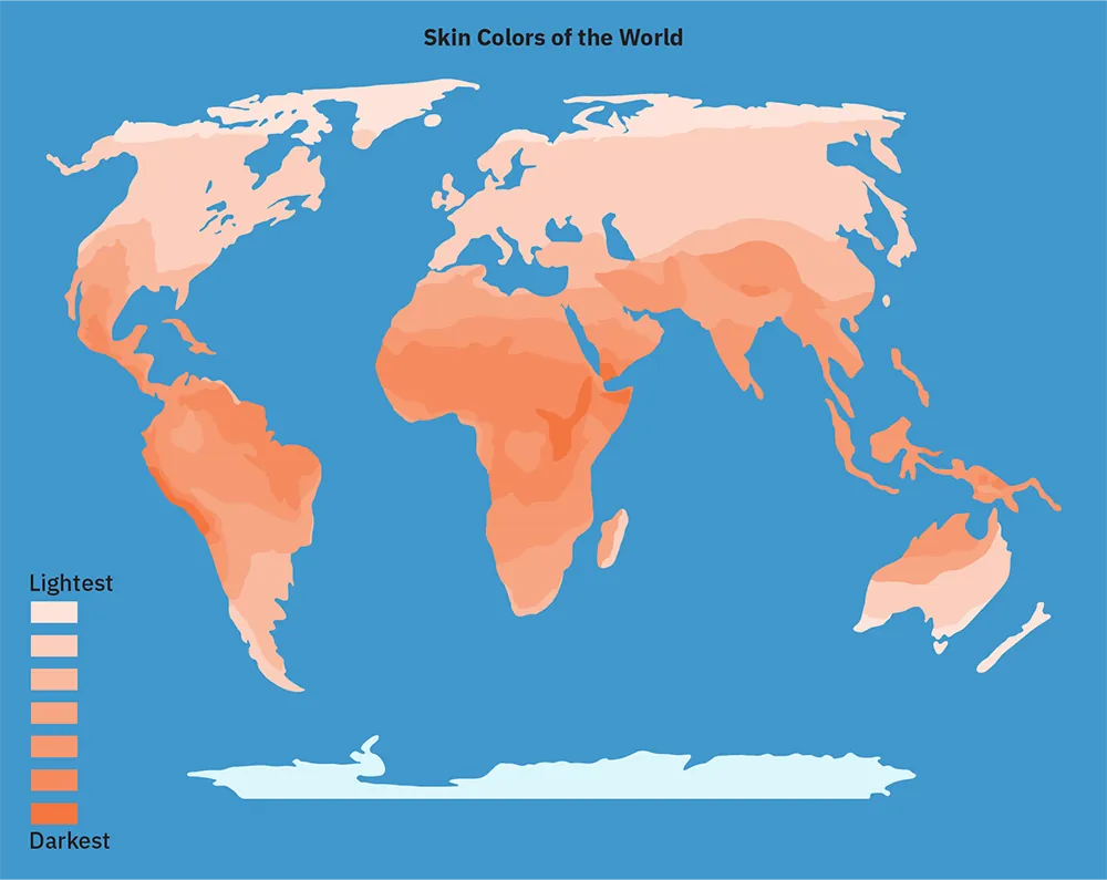 A world map showing the predicted skin colors of people based on the levels of ultraviolet radiation in the area where they live. The darkest colors are closest to the equator and the colors become lighter gradually moving farther away from the equator.