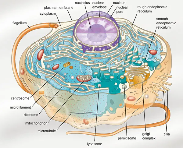 A diagram of a large cell. The outside of the cell is a thin line labeled plasma membrane. A long projection outside of the plasma membrane is labeled flagellum. Shorter projections outside the membrane are labeled cilia. Just under the plasma membrane are lines labeled microtubules and microfilaments. The fluid inside the plasma membrane is labeled cytoplasm. In the cytoplasm are small dots labeled ribosomes. These dots are either floating in the cytoplasm or attached to a webbed membrane labeled rough endoplasmic reticulum. Some regions of the webbed membrane do not have dots; these regions of the membrane are called smooth endoplasmic reticulum. Other structures in the cytoplasm include an oval with a webbed line inside of it; this is labeled the mitochondrion. Spheres in the cytoplasm are labeled peroxisome and lysosome. A pancake stack of membranes is labeled golgi complex. Two short tubes are labeled centrosomes. A large sphere in the cell is labeled nucleus. The outer membrane of this sphere is the nuclear envelope. Holes in the nuclear envelope are called nuclear pores. A smaller sphere in the nucleus is labeled nucleolus.