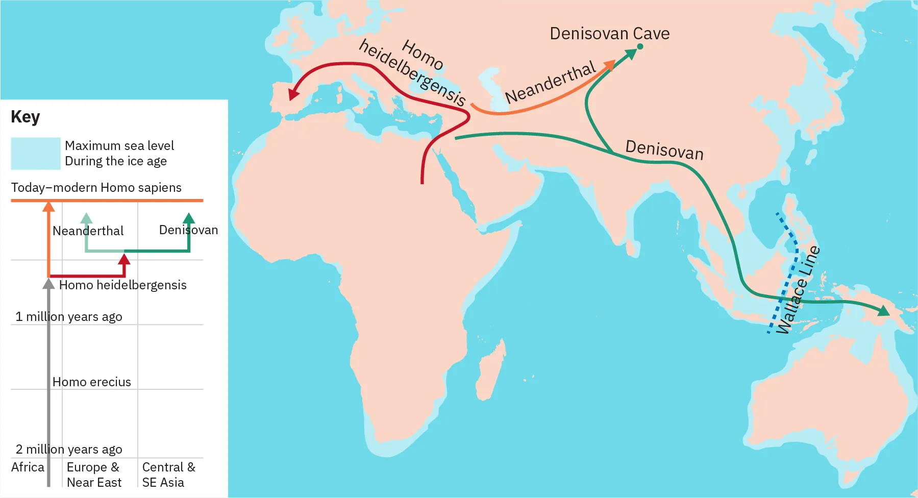 The phylogenetic tree shows a line stretching through time from 2 million years ago to “today-modern Homo sapiens.” Leading away from that line is a line for “Homo heidelbergensis. ” This line in turn branches off into lines for “Neanderthal” and “Denisovan”. The map depicts Denisovans migrating from the Middle East through the Indian sub-continent and to New Zealand. A branch off of the Denisovan path leads into Russia. Neanderthals are shown to have migrated from the Middle East into Russia. Homo heideibergensis is shown to have migrated from Africa, through the Middle East, and into Europe, all the way to Spain.