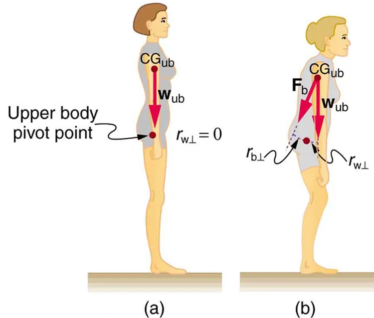 In part a of the figure, a side view of a girl standing on a surface is shown. The weight of the girl is acting vertically downward and is in the line with her hips. A point above her legs is marked as the pivot point. The weight vector is in the direction of the pivot. In part b, a side view of a girl standing on a surface is shown. The girl is bending slightly toward her front. The weight of her upper body is acting downward and the line of action of weight is not passing through the upper body pivot point.