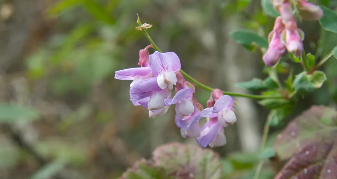 Photo shows pea-plant flower, with purple petals that fold back on themselves.
