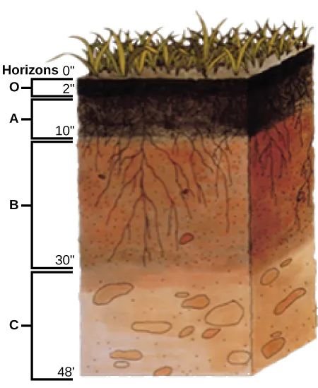 Illustration shows a cross-section of soil layers, or horizons. The top layer, from zero to two inches, is the O horizon. The O horizon is a rich, deep brown color. From two to ten inches is the A horizon. This layer is slightly lighter in color than the O horizon, and extensive root systems are visible. From ten to thirty inches is the B horizon. The B horizon is reddish brown. Longer roots extend to the bottom of this layer. The C  horizon extends from 30 to 48 inches. This layer is rocky and devoid of roots.