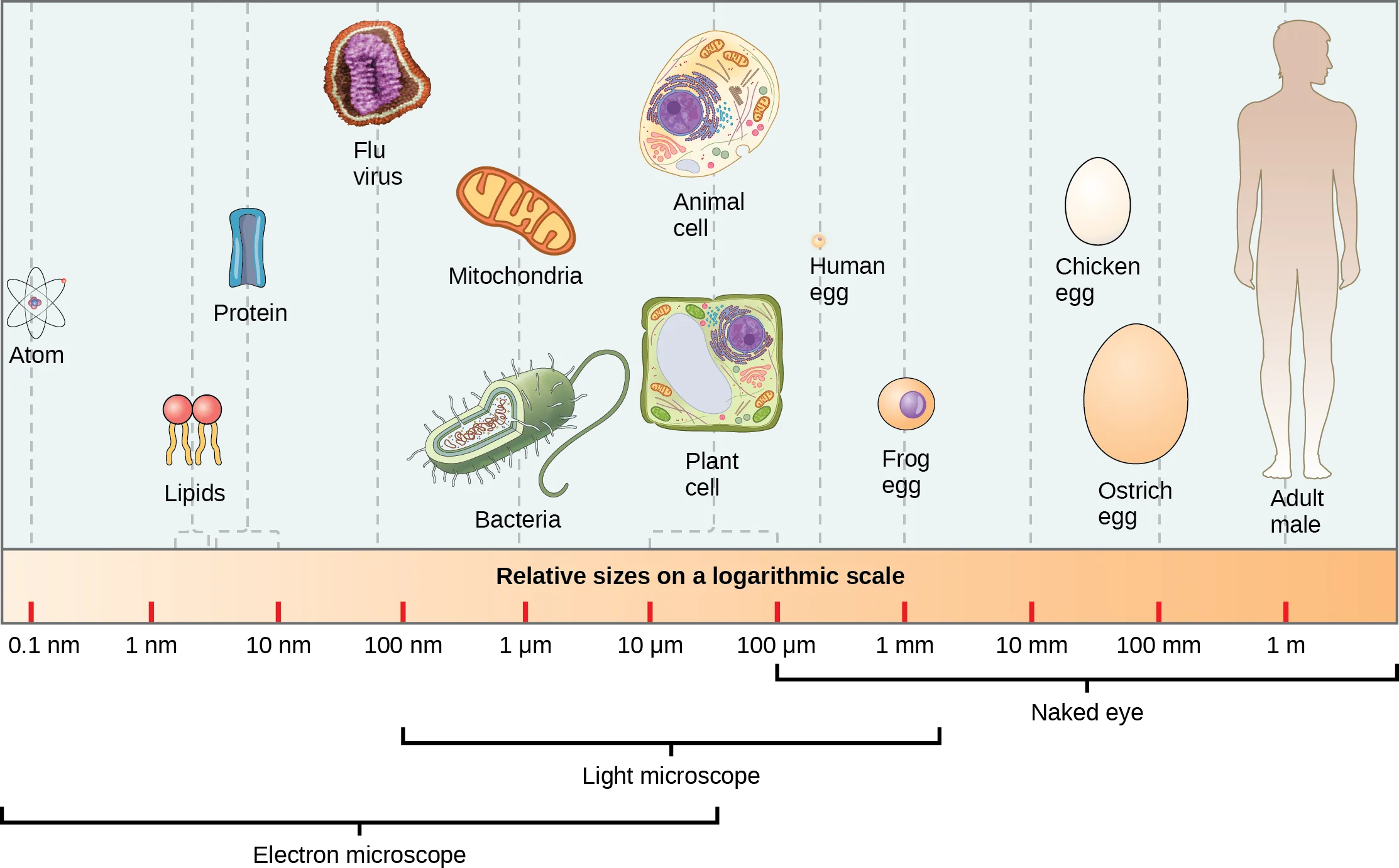 Relative sizes on a logarithmic scale, from 0.1 n m to 1 m, are shown. Objects are shown from smallest to largest. The smallest object shown, an atom, is about .1 n m in size. The next largest objects shown are lipids and proteins; these molecules are between 1 and 10 n m. A flu virus is just under 100 n m. Bacteria and mitochondria are both about 1 greek mu m. Plant and animal cells are both between 10 and 100 greek mu m. A human egg is between 100 greek mu m and 1 m m. A frog egg is about 1 m m, A chicken egg and an ostrich egg are both between 10 and 100 m m, but an ostrich egg is larger. For comparison, a human is approximately 1 m tall. Appropriate instruments to view different size ranges are also shown. An electron microscope is used for things from less than .1 n m to almost 100 greek mu m. A light microscope is used for things from 100 n m to over 1 m m. The naked eye is used for things 100 greek mu m and up.