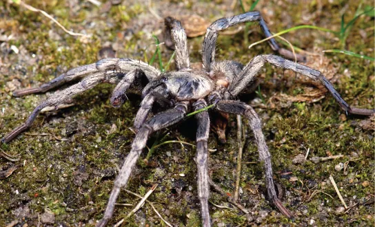 Picture of a trapdoor spider of a dark and light gray color, with well-developed chelicerae, as a member of the subphylum Chelicerata.