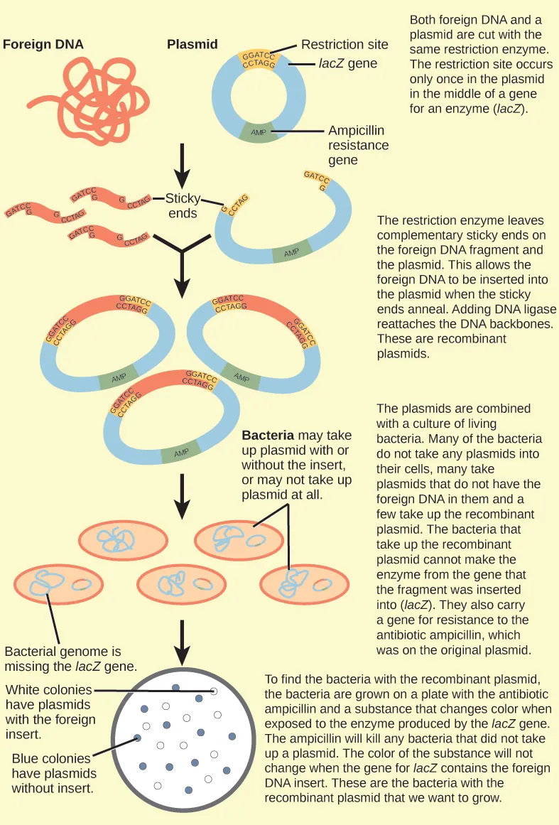 Figure illustrates the steps in molecular cloning into a plasmid called a cloning vector. The vector has a lacZ gene, which is necessary for metabolizing lactose, and a gene for ampicillin resistance. Within the lacZ gene are restriction sites, sequences of DNA cut by a particular restriction enzyme. The DNA to be cloned and the plasmid are both cut by the same restriction enzyme. The restriction enzyme staggers the cuts on the two strands of DNA, such that each strand has an overhanging single-stranded bit of DNA. On one strand, the sequence of the overhang is GATC, and on the other, the sequence is CTAG. These two sequences are complementary, and allow the fragment of foreign DNA to anneal with the plasmid. An enzyme called ligase joins the two pieces together. The ligated plasmid is then transformed into a bacterial strain that lacks the lacZ gene and is sensitive to the antibiotic ampicillin. The bacteria are plated on media containing ampicillin, so that only bacteria that have taking up the plasmid (which has an ampicillin resistance gene) will grow. The media also contains X-gal, a chemical that is metabolized in the same way as lactose. Plasmids lacking the insert are able to metabolize X-gal, releasing a dye from X-gal that turns the colony blue. Plasmids with the insert have a disrupted lacZ gene and produce white colonies. Thus, colonies containing the cloned DNA can be selected on the basis of color.