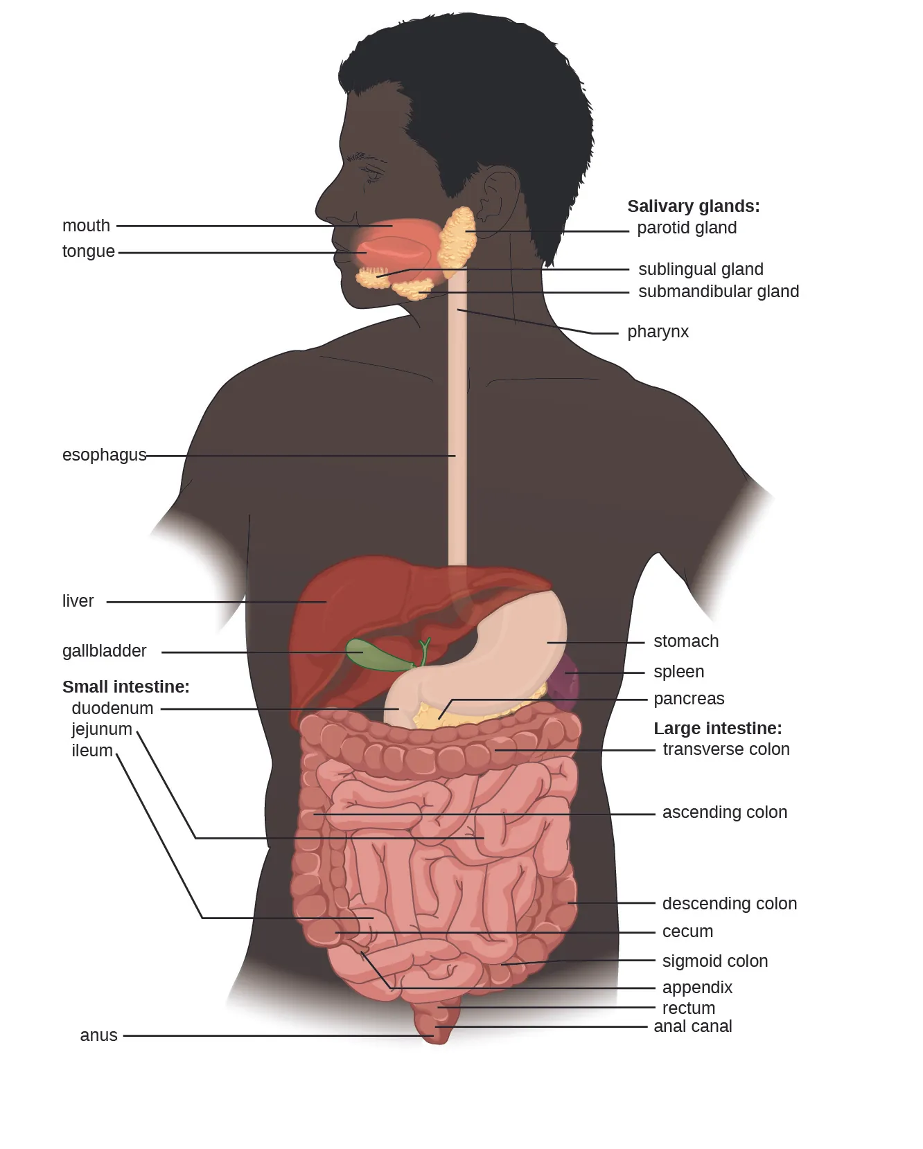 Diagram of the digestive system. The system begins with the mouth and tongue. There are salivary glands in this region: the sublingual gland is under the tongue, the submandibular gland is below the jaw and the parotid gland is in the very back of the mouth. The mouth leads to the pharynx (a tube) that leads to the esophagus, that leads to the stomach, that leads to the small intestines. The small intestine is divided into 3 regions: first is the duodenum, next is the jejunim and finally the ileum. This leads to the large intestines which is divided into regions: first the cecum, then the ascending colon, then the transverse colon, then the descending colon, then the sigmoid colon, and finally the rectum, anal canal and anus.  The appendix is a small projection off the cecum. Also part of the digestive system is the large liver (above and to the right of the stomach), the gallbladder (a small sac under the liver), the pancrease (a structure below and behind the stomach) and the spleen (a structure below and to the left of the stomach).