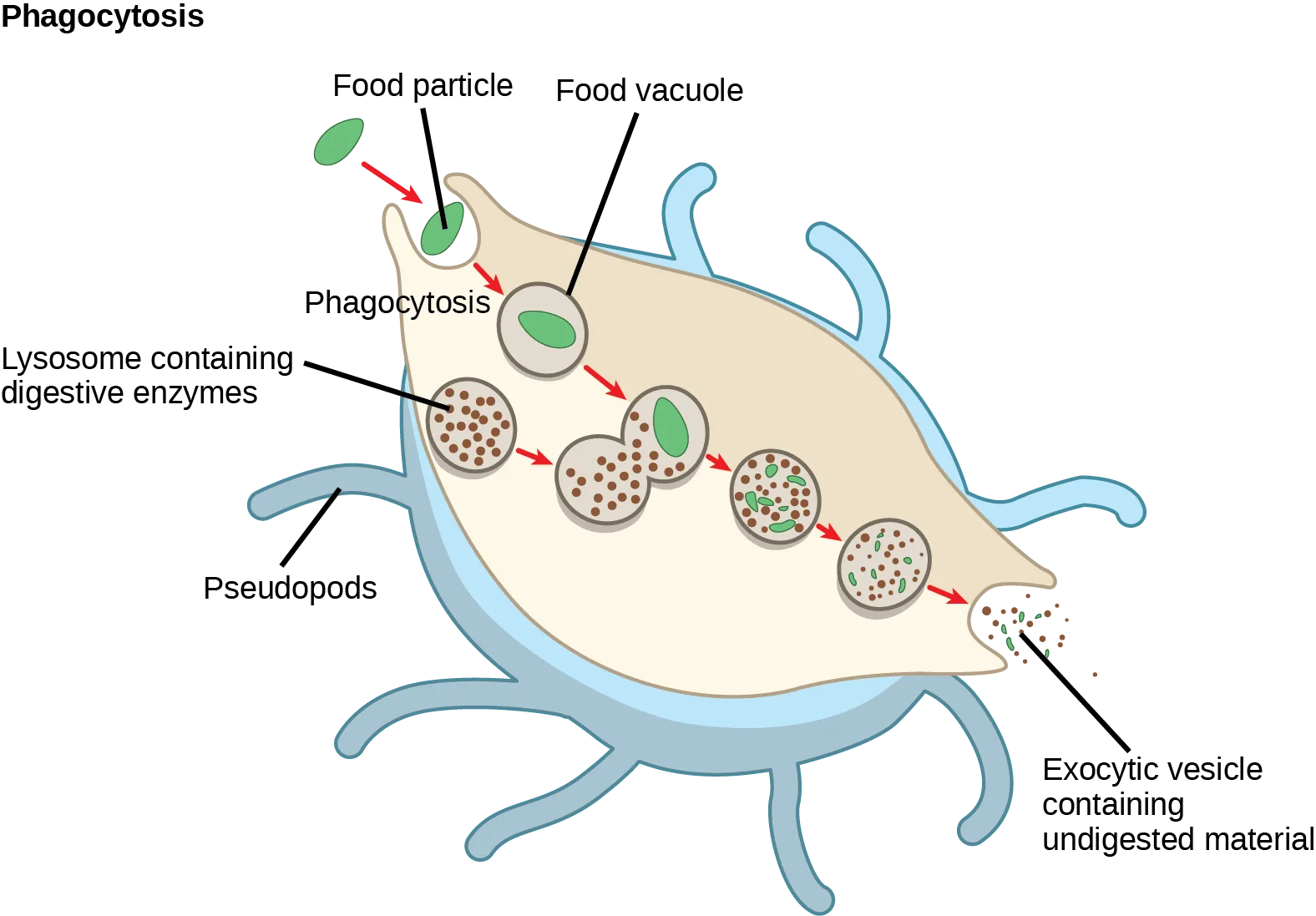 In this illustration, a eukaryotic cell is shown consuming a bacterium. As the bacterium is consumed, it is encapsulated in a vesicle. The vesicle fuses with a lysosome, and proteins inside the lysosome digest the bacterium.
