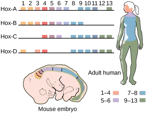 This illustration shows the four clusters of Hox genes found in vertebrates: Hox A, Hox B, Hox C, and Hox D. There are 13 Hox genes, but not all of them are found in each cluster. In both mice and humans, genes 1 through 4 regulate the development of the head. Genes 5 and 6 regulate the development of the neck. Genes 7 and 8 regulate the development of the torso, and genes 9 through 13 regulate the development of the arms and legs.