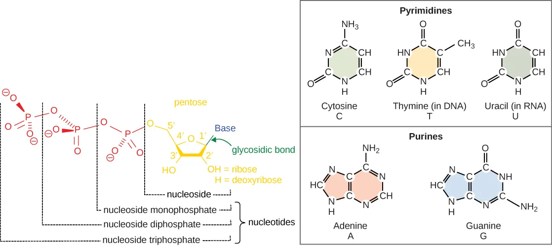 Illustration depicts the structure of a nucleoside, which is made up of a pentose with a nitrogenous base attached at the 1 prime position. There are two kinds of nitrogenous bases: pyrimidines, which have one six-membered ring, and purines, which have a six-membered ring fused to a five-membered ring. Cytosine, thymine, and uracil are pyrimidines, and adenine and guanine are purines. A nucleoside with a phosphate attached at the 5 prime position is called a mononucleotide. A nucleoside with two or three phosphates attached is called a nucleotide diphosphate or nucleotide triphosphate, respectively.