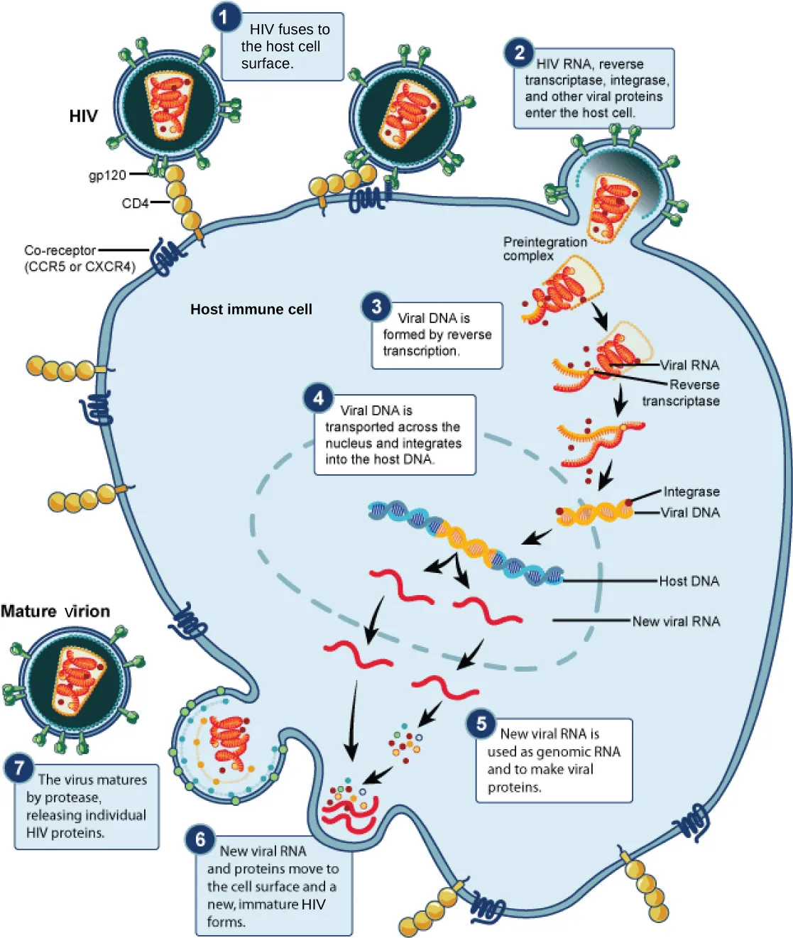 The illustration shows the steps in the HIV life cycle. In step 1, gp120 glycoproteins in the viral envelope attach to a CD4 receptor on the host cell membrane. The glycoproteins then attached to a co-receptor, CCR5 or CXCR4, and the viral envelope fuses with the cell membrane. In step 2, HIV RNA, reverse transcriptase, integrase, and other viral proteins are released into the host cell. In step 4, viral DNA is formed from RNA by reverse transcriptase. In step 4, viral DNA is then transported across the nuclear membrane, where it integrates into the host DNA. In step 5, new viral RNA is made; it is used as genomic RNA and to make viral proteins. In step 6, new viral RNA and proteins move to the cell surface and a new, immature HIV forms. In the final step 7, the virus matures when a protease releases individual HIV proteins.