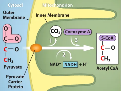 This illustration shows the three-step conversion of pyruvate into acetyl CoA. In step one, a carboxyl group is removed from pyruvate, releasing carbon dioxide. In step two, a redox reaction forms acetate and NADH. In step three, the acetate is transferred coenzyme A, forming acetyl CoA.