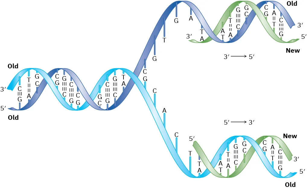 In the replication of D N A, the nitrogenous bases associate - A with T and G with C - forming two new strands identical to the original strand.