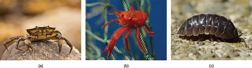 Photo a shows a crab on land, and photo b shows a bright red shrimp in the water. Image c is of a pill bug walking on sand.