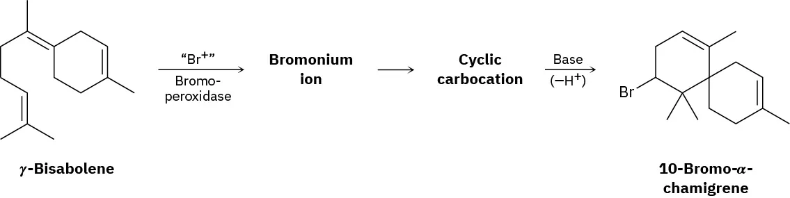 A 3-step reaction shows the formation of 10-bromo-alpha-chamigrene from gamma-bisabolene.