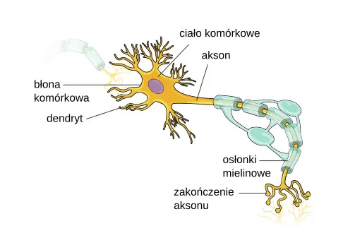 osłonka