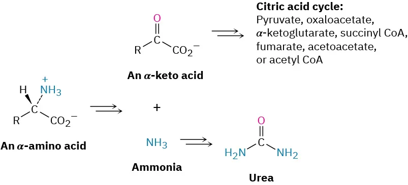 Alpha-amino acids are demaninated to  alpha-keto acids and ammonia. The alpha-keto acids enter the Citric Acid cycle and converted into pyruvate, oxaloacetate, alpha-ketoglutarate, succinyl CoA fumarate acetoacetate or acetyl CoA.