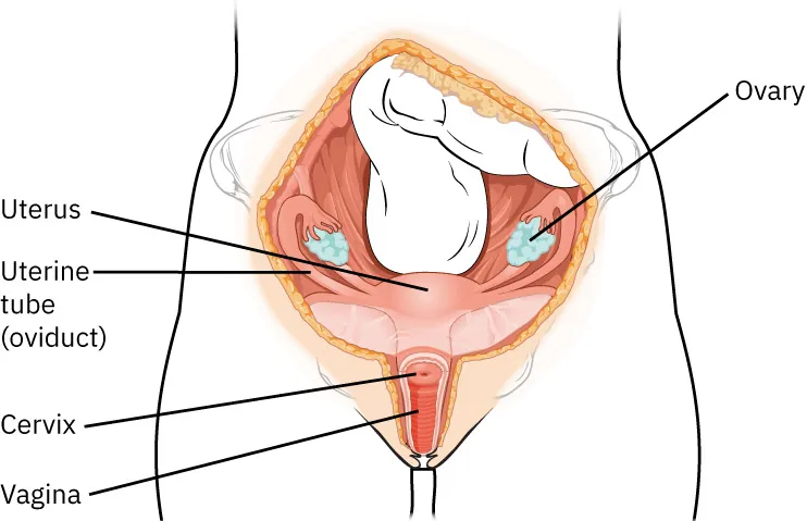 Image of the internal female reproductive system, labeled with: ovary, uterus, uterine tube (oviduct), cervix, and vagina.