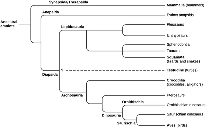 The trunk of the amniote phylogenetic tree is the ancestral amniote. Initially, the tree branches into diapsids, anapsids, and synapsids. Synapsids give rise to mammals, which are therapsids. Anapsids are all extinct. Diapsids are subdivided into two groups, lepidosaurs and archosaurs. Lepidosauria includes plesiosaurs, ichthyosaurs, Sphenodontia and Squamata, which includes lizards and snakes. Archosauria branches into Crocodilia, pterosaurs, dinosaurs, and birds.