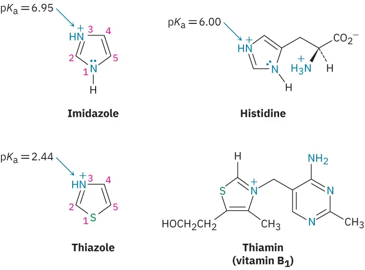 The structures of imidazole, histidine, thiazole, and thiamin (vitamin B 1) with their respective p K a values. The atoms in imidazole and thiazole are numbered.