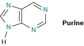Purine has a five-membered ring fused to a six-membered ring. Each ring consists of two nitrogen atoms and two double bonds.
