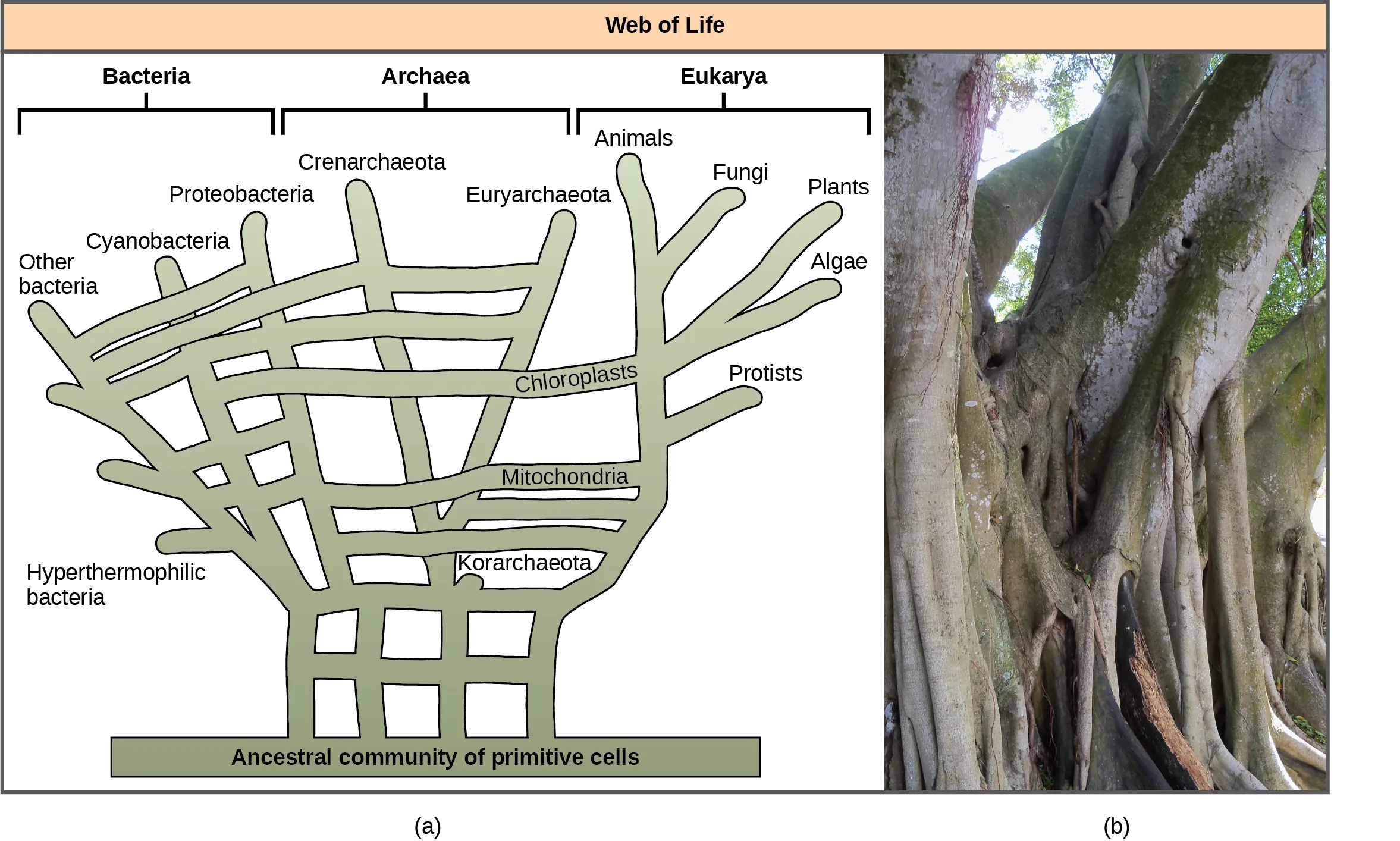 Illustration A shows the web of life. The base of this web is an ancestral community of primitive cells. This pool of ancestral cells gave rise to the three domains of life, shown as bacteria, archaea, and eukarya. However, because of gene transfer and endosymbiosis events, connections occur between the branches at various points. Thus, eukaryotic chloroplasts and mitochondria originated in bacterial lineages, and archaea and bacteria have exchanged genes. The overall shape of the web has the ancestral community of primitive cells forming a horizontal base like the ground, multiple trunks extending up from it with some cross connections, continuing with tree-like branches reaching upward.  Some of the branches also have horizontal cross connections between them, such as those for introducing chloroplasts and mitochondria into Eukarya. Part B is a photo of a multi-trunked Ficus tree.