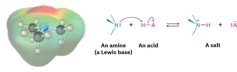 The ball-and-stick model in the electrostatic potential map of amine. A reaction shows an amine (a Lewis base) reacts with a Lewis acid to form a salt and anion A.
