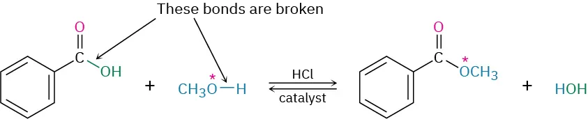 The reversible reaction shows benzoic acid and methanol in the presence of a hydrochloric acid catalyst giving methyl benzoate and water. The oxygen atoms of methanol and the methoxy group are starred.