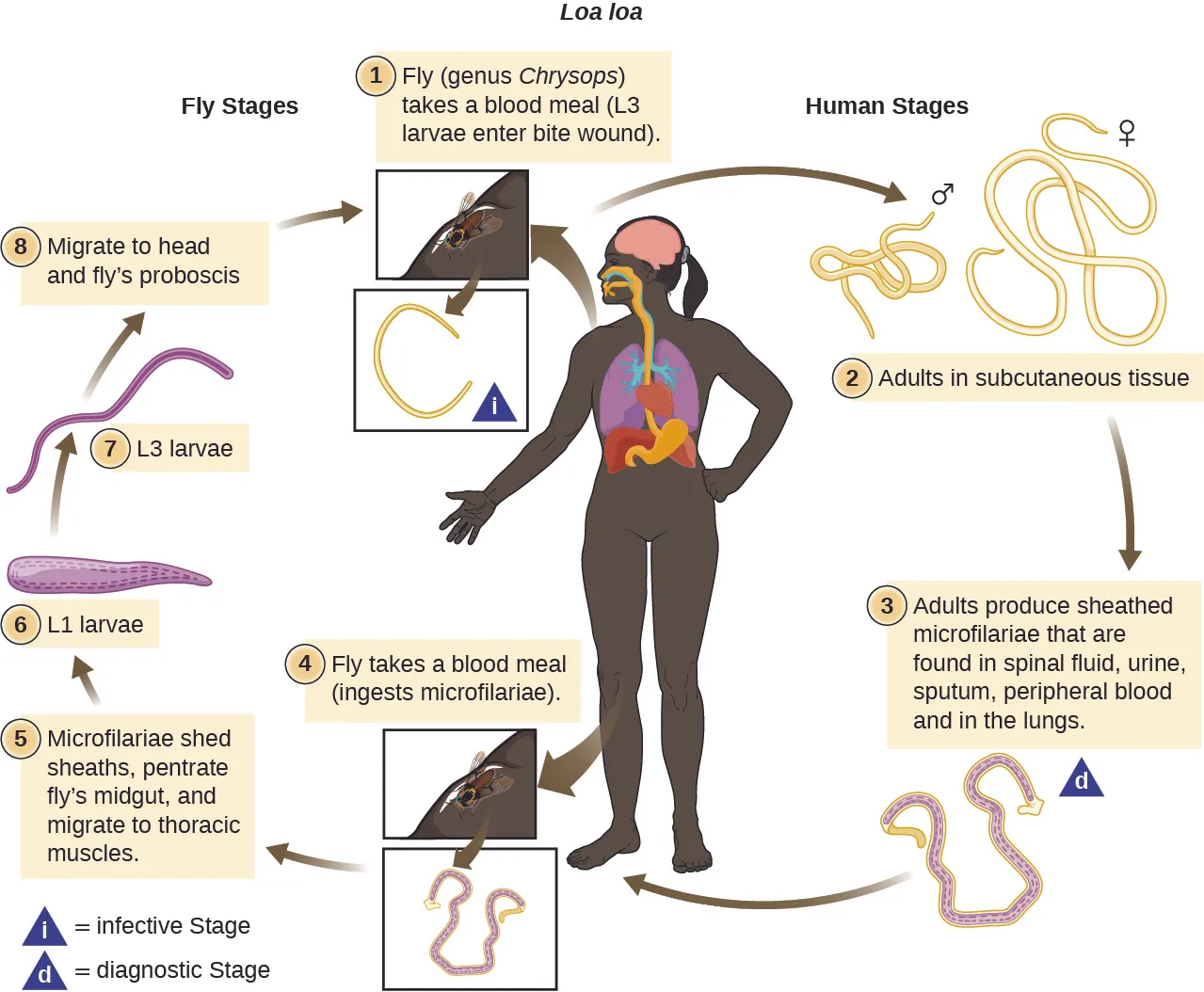 The first part of the image is a photograph of an eye with a visible worm inside of it and a photo of a close-up of the worm. The second image is a illustrated chart showing the Life cycle of Lao lao. Fly (genus Chrysops) takes a blood meal (L3 larvae enter the bite wound). Adults grow into long worms in the subcutaneous tissue. Adults produce sheathed microfilariae that are found in spinal fluid, urine, sputum, peripheral blood, and in the lungs. Another fly take a blood meal and ingests microfilariae. The microfilariae shed sheaths, penetrate fly’s midgut, and migrate to thoracic muscles. The L1 larvae forms and becomes an L3 larvae which migrates to the head and fly’s proboscis. The fly is now ready to infect another person