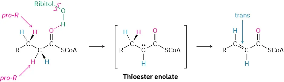 Ribitol bonded acyl coenzyme A reacts to form a thioester enolate. This further leads to trans alpha, beta-unsaturated coenzyme A. Two hydrogen atoms in the reactant are labeled pro-R.