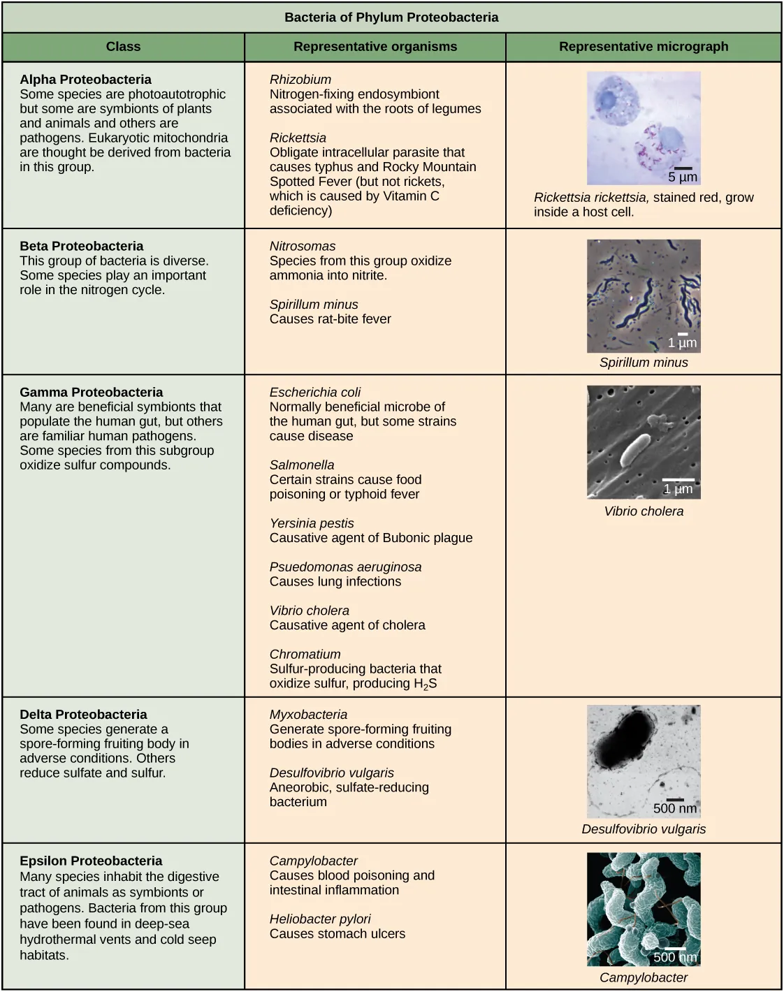 Characteristics of the five classes of bacterial phylum proteobacteria are described. The classes are alpha, beta, gamma, delta and epsilon. Most species of Alpha Proteobacteria are photoautotrophic but some are symbionts of plants and animals, and others are pathogens. Eukaryotic mitochondria are thought to be derived from bacteria in this group. Representative organisms include Rhizobium, a nitrogen-fixing endosymbiont associated with the roots of legumes, and Rickettsia, an obligate intracellular parasite that causes typhus and Rocky Mountain Spotted Fever (but not rickets, which is caused by Vitamin C deficiency). A micrograph shows rod-shaped Rickettsia rickettsii inside a much larger eukaryotic cell. Beta Proteobacteria is a diverse group of bacteria. Some species play an important role in the nitrogen cycle. Representative organisms include Nitrosomas, which oxidize ammonia into nitrite, and Spirillum minus, which causes rat bite fever. A micrograph of spiral-shaped Spirillum minus is shown. Gamma Proteobacteria include many beneficial symbionts that populate the human gut, as well as familiar human pathogens. Some species from this subgroup oxidize sulfur compounds. Representative organisms include Escherichia coli, normally a beneficial microbe of the human gut, but some strains cause disease; Salmonella, certain strains of which cause food poisoning or typhoid fever; Yersinia pestis, the causative agent of Bubonic plague; Psuedomonas aeruganosa, which causes lung infections; Vibrio cholera, the causative agent of cholera; and Chromatium, sulfur-producing bacteria that oxidize sulfur, producing H2S. Micrograph shows rod-shaped Vibrio cholera, which are about 1 micron long. Some species of Delta Proteobacteria generate a spore-forming fruiting body in adverse conditions. Others reduce sulfate and sulfur. Representative organisms include Myxobacteria, which generate spore-forming fruiting bodies in adverse conditions, and Desulfovibrio vulgaris, an aneorobic, sulfate-reducing bacterium. Micrograph shows a bent rod-shaped Desulfovibrio vulgaris bacterium with a long flagellum. Epsilon Proteobacteria includes many species that inhabit the digestive tract of animals as symbionts or pathogens. Bacteria from this group have been found in deep-sea hydrothermal vents and cold seep habitats. Representative organisms include Campylobacter, which causes blood poisoning and intestinal inflammation, and Heliobacter pylori, which causes stomach ulcers. Micrograph shows short spiral, or s shaped, Campylobacter bacteria.